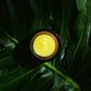 Ginger Turmeric Cleansing Balm
